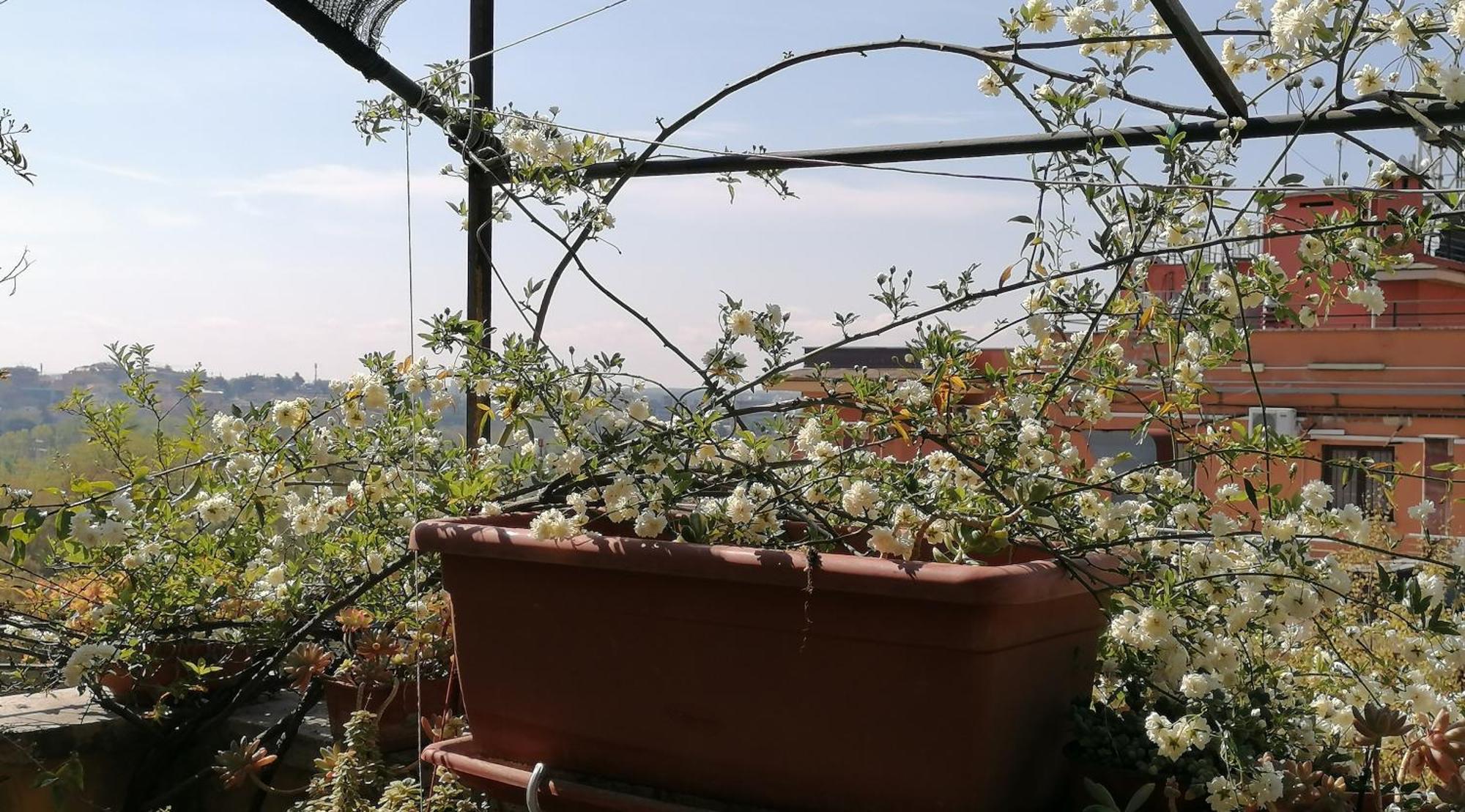 Claudia B&B Rome Exterior photo